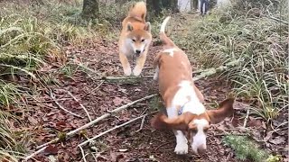 Basset Hound vs Shiba Inus Natural Agility [upl. by Adeline]