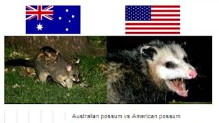 Australian possum vs American possum [upl. by Enirrok]