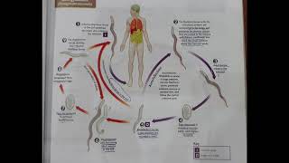 life cycle of strongyloides nematode [upl. by Rutger]