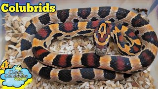 My Snake Collection 2024 Beautiful Colubrids and Feeding [upl. by Frodine]