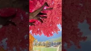 Kosa Kosa Song  Beautiful place 🔥  Tik Tok Viral song 😍😍 [upl. by Ricki]