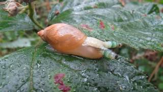 Platworm Leucochloridium paradoxum parasiterend op de Gewone barnsteenslak [upl. by Chrisoula]