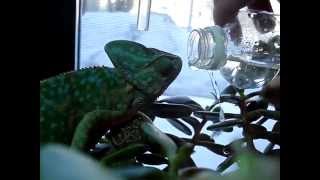 Chameleon Trained To Drink From a Bottle [upl. by Kam]