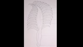 Pennatula diagram  How to draw pennatula diagram sciencezoologydrawingshortsviral [upl. by Copland]