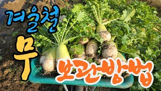 겨울철 무 보관방법 How to store radish in winter [upl. by Eniledam]