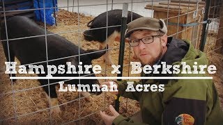 Hampshire x Berkshire Pigs with Lumnah Acres [upl. by Ydok]