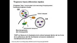 17 Chlamydia Chlamydophila Mycoplasma Ureaplasma [upl. by Winer]