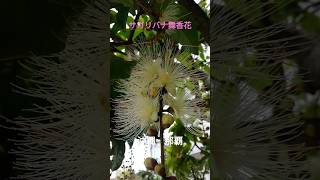 サガリバナ 咲いた✨まだ明るい１９時過ぎ shorts 那覇 okinawa サガリバナ沖縄 naha 沖縄観光 flowers Barringtonia racemosa [upl. by Llekcir742]