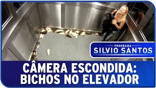 Câmera Escondida Bichos no Elevador [upl. by Bibbie]