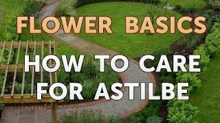 How to Care for Astilbe [upl. by Kathlene322]