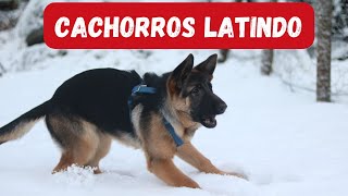 20 LATIDOS DE CACHORRO  Conheça Vários Sons de Cachorro Latindo [upl. by Alansen227]