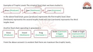 11 Trophic Levels in a Food Chain [upl. by Gnak]