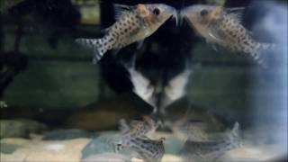 Agassizs Cory Corydoras agassizii new acquisition [upl. by Annid]