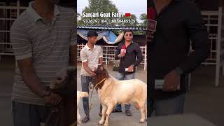 Boer Goats on Palai at Sanjari Goat Farm Padgha [upl. by Edmon242]