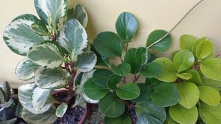 Peperomia obtusifolia variegata verde e verde limão  dicas de cultivo [upl. by Aubine]