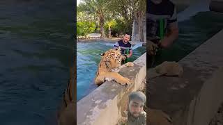 Bangal Tiger In Water💦🐯 tiger lion animals love cat rap music hiphop song ytshorts [upl. by Adaval]