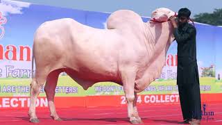 Sardar Khan of Pathan cattle farm 2024 [upl. by Hampton]