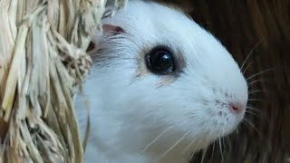 Mama Kona Rumbles At The Moon  Female Guinea Pig Rumble Strutting [upl. by Ellekcim]