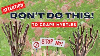 Crape Myrtle Pruning  The Good The Bad And The Please NEVER DO THIS [upl. by Eelyme]