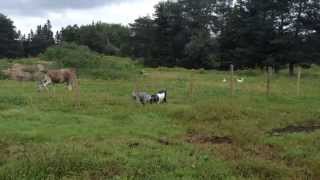 Goats Head banging between each other at hanks farm [upl. by Clint758]