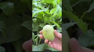 How to Pick a Paw Paw Fruit [upl. by Esihcoc]