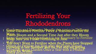 Fertilizing Your Rhododendrons [upl. by Ardnoik]