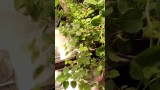 Herbs in the Bathroom garden weather food [upl. by Frayne476]