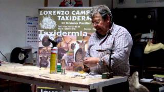 Curso de Taxidermia Capitulo 1 Confección de casquillos [upl. by Anaul]