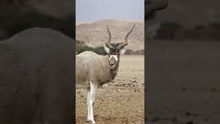 5 Amazing Addax Antelope Facts You Never Knew [upl. by Aret]