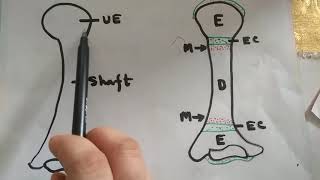 From Epiphysis to Diaphysis The Fascinating Metaphysis Story [upl. by Lula345]