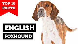 English Foxhound  Top 10 Facts [upl. by Ayikaz]