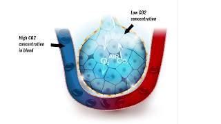 Gaseous exchange in lungs [upl. by Blaise205]