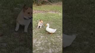 corgi corgis corgilovers corgifun duck [upl. by Lenrow]