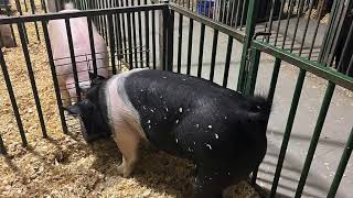 Best big car figure 8 racing in the country Saline County Fair Crete Nebraska [upl. by Bean]