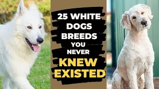 25 White Dog Breeds You Never Knew Existed Find the Perfect Fit︱58 White Breeds Dogs [upl. by Tan]