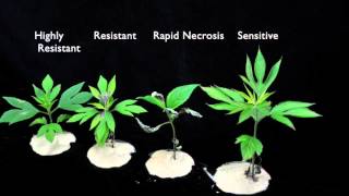 Glyphosate SOA 9 Sensitive vs Resistant Giant Ragweed 2 [upl. by Peedus570]