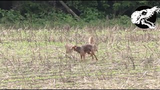 Coyotes Swarm Dog  Coyote Hunting With Decoy Dog [upl. by Winikka566]