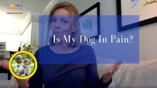 Arthritis and weak back end in Senior Dogs5 ways to relieve joint painat home Physical Therapy [upl. by Nnayllehs]