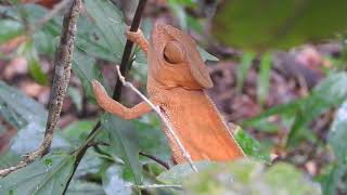 Camaleón de Parson  Parsons Chameleon Calumma parsonii ssp cristifer [upl. by Merril63]