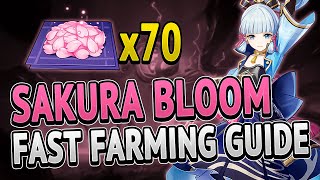 Sakura Bloom 70 Locations FAST FARMING ROUTE  Genshin Impact 20 [upl. by Akcimehs]