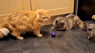 Hyper Fun with Tortie and Tabby Cats Pitball Playtime [upl. by Accebar]