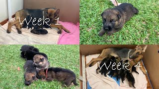 German shepherd puppies growing up Day 1 until the age of 4 weeks [upl. by Atinra]