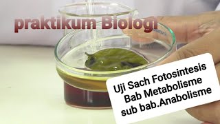 Praktikum Fotosintesis Uji Sach  Sub bab Anabolisme [upl. by Fae]