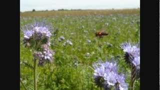 Pszczoły Facelia błękitna Bees Lacy phacelia [upl. by Eicyac330]