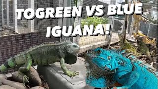 BLUE IGUANA VS TOGREEN BONUS BIAWAK BIMBO BIMBI MAU DIJUAL [upl. by Aicek]