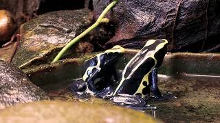 Dendrobates Tinctorius Cobalt calling and courting [upl. by Jacobson623]