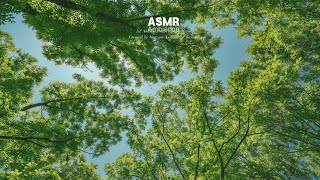 나뭇잎의 소란 ASMR [upl. by Enened]