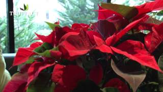 Comment bien entretenir le poinsettia  létoile de Noël   Truffaut [upl. by Icyac]