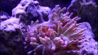 Rose Tip Bubble Anemone Eating Some Krill [upl. by Adriell]