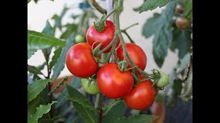 Tomaten im Kübel ernten  Zubereitung [upl. by Gershom]